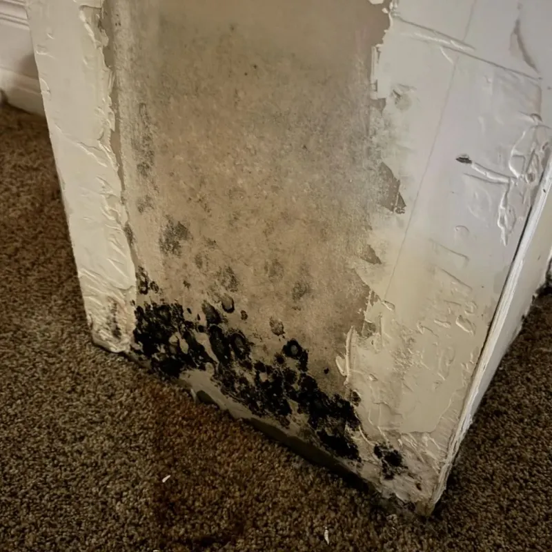 Professional Mold Removal in Hardwick, GA